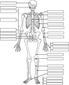 skeleton.png