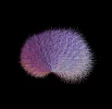 golomb_1.webp