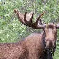 mooseman